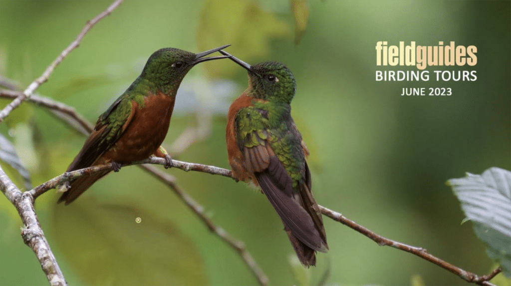 field guides birding tours reviews