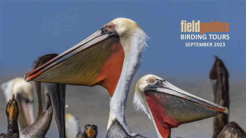 field guides birding tours reviews